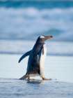 Gentoo Penguin during early morning at the coastline. Falkland Islands, Saunders Island. Art Print
